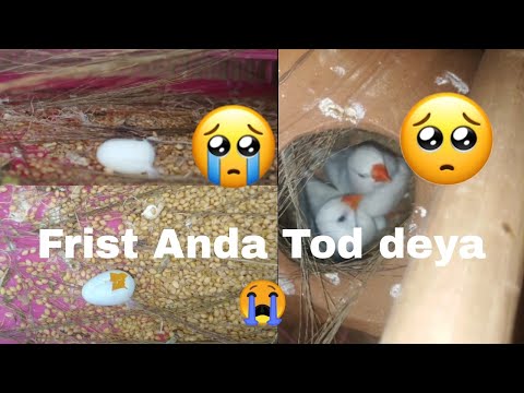 Very Sad Frist Anda Tod Deya 😭😭 Please Subscribe My 😔 #viral #birds #sad #viralvideo