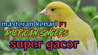 Download lagu MASTERAN KENARI F1 AMERICAN SINGERS||SUPER GACOR mp3