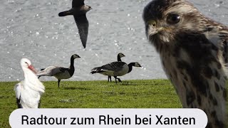 Vogelbeobachtung am Rhein 02/2022 / Birding on the Rhine / Germany
