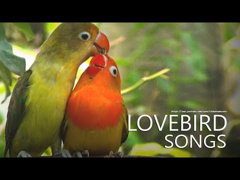 Lovebird Sounds -  Parblue and Euwing Opaline (Feb. 2023)