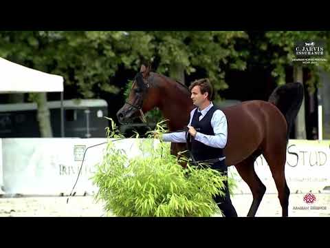 N 116 LAZEEZ AL SHAHANIA   French Arabian Horse Championship   Vichy 2023   Stallions 7+ Years Old
