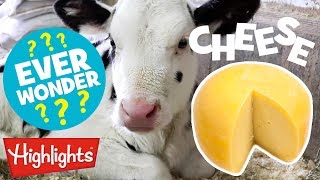 🧀Did You Ever Wonder How Cheese Is Made? 🧀| Highlights Kids