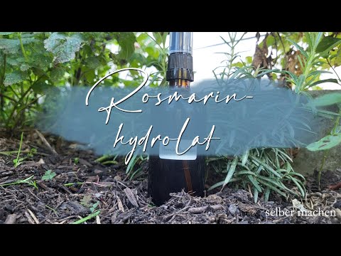 Rosmarinhydrolat / Selber machen / Rosmarin