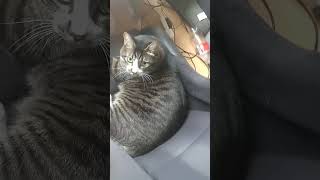 フルバケットシートが好きなうちの猫w #bride #recaro #ねこ #ねこ動画 #かわいい猫