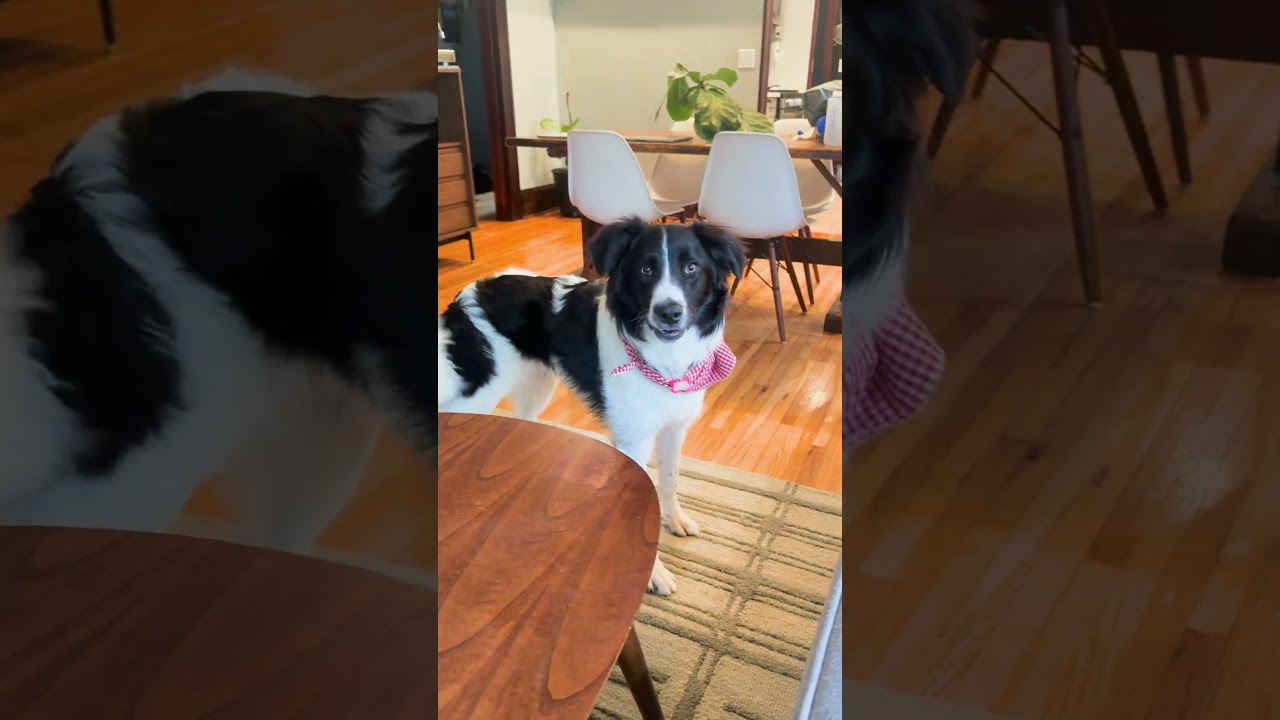 Enlarge Lasso - adopted, an adopted Border Collie in Minneapolis, MN video 6/6