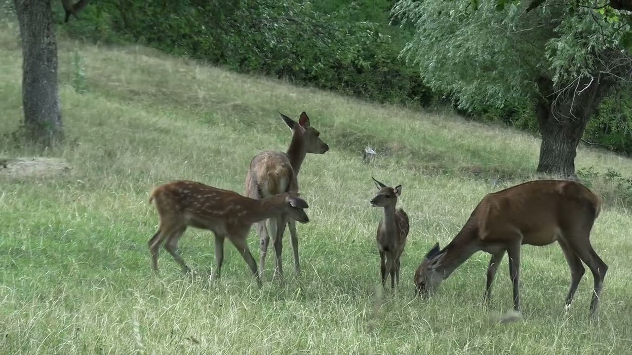 Les cerfs et le blaireau