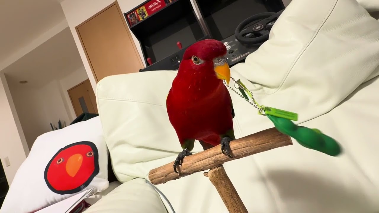 🍅🫛Mugen ♾️ Edamame🥝🥚