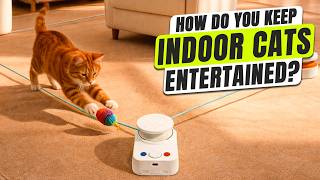 How Do You Keep Indoor Cats Entertained