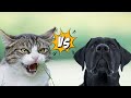 Cat Vs Dog Attack Scene