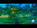 Vaa Ponn Mayilae Enthan Tamil 5 1 Hd Video Song Spb Hits