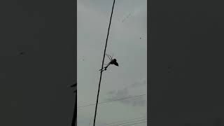 70 mph!!!! Praying mantis joyride