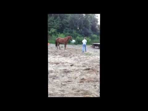 Clinton Anderson's Method. (Showing two eyes and using body language.)