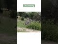 Zebra Having Fun Zebra Meeting Matting Shorts
