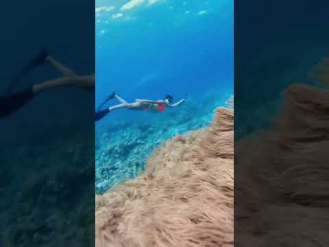 Seaquifour of SEAQUIDIVE #siquijorisland #freediving #freedive