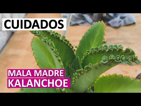 , title : 'Como Cuidar Kalanchoe | Mala Madre | Desierto Verde'