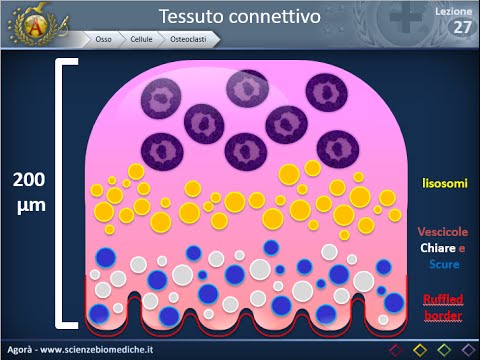 Istologia 27 - Osso - Componente cellulare