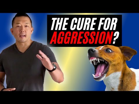 Can Aggressive Dogs Be Cured? (ft. Michael Shikashio)