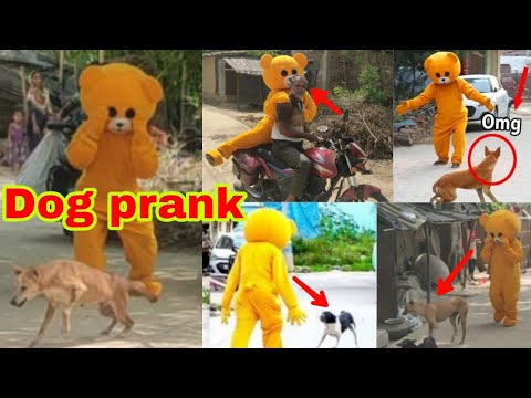 Dogs Prank First Time 😃