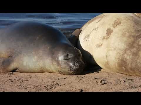Elefante Marino Necochea 4K