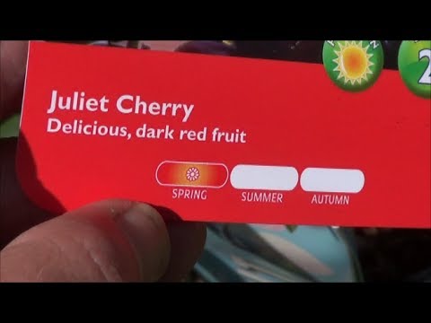 download lagu mp3 mp4 Juliet Cherry Tree, download lagu Juliet Cherry Tree gratis, unduh video klip Juliet Cherry Tree