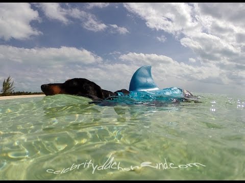 Angriff des #SHARKWIENER - Shark Week