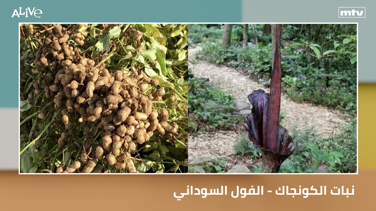 نبات الكونجاك - الفول السوداني