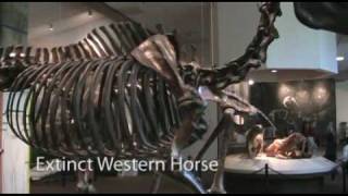 preview picture of video 'La Brea Tar Pits - Page Museum'