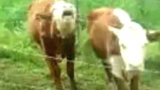 Edenflux - Catapulte à Vache