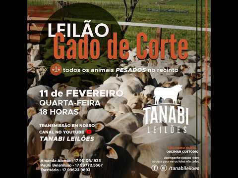 Tanabi Leilões - AO VIVO - 11/02/2026