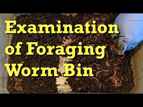 Oldest 144-day red wiggler bin's foraging progress - worm farm vermicomposting