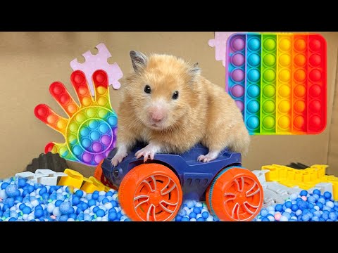 🐹 Cute Hamster Escapes the New Pop It Maze 🐹The Pool Maze for Pets🌈