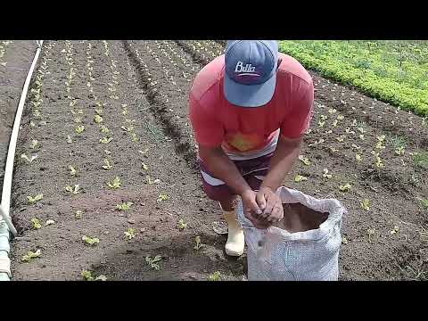 How do I fertilize with chicken manure?