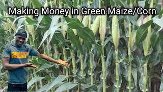 The secret to making money in Green Maize/Corn farming