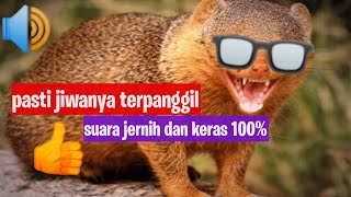Download lagu Master suara pikat garangan paling jitu, suara jernih 100% mp3