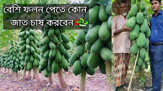 পেঁপে চাষ পদ্ধতি