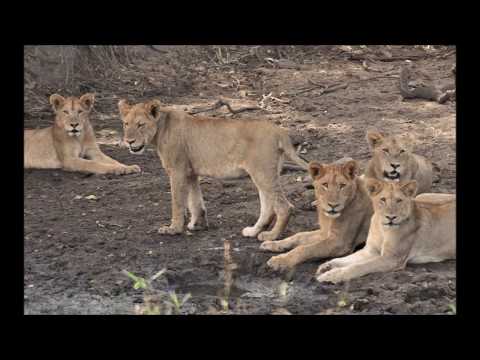 S100 MEGA LION PRIDE - Kruger National Park