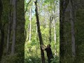 Madman:Lover of Trees #madman #tree#forest#green new deal@greghalvorsen4190