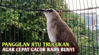 Download lagu Trucuk BETINA memanggil Jantan Suara Birahi Ngecuplik 100% pancingan trucukan gacor agar BUNYI EMOSI mp3 Download lagu Trucuk BETINA memanggil Jantan Suara Birahi Ngecuplik 100% pancingan trucukan gacor agar BUNYI EMOSI mp3