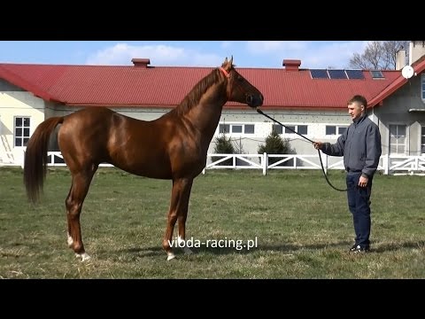 og. Nando of Budysin (GER) (Adlerflug - Night Sun / Big Shuffle) 2011 -