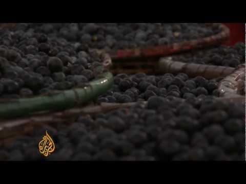 Brazilian berries pose rainforest threat