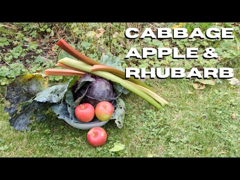 Home Cooking: Braised Cabbage & Apple