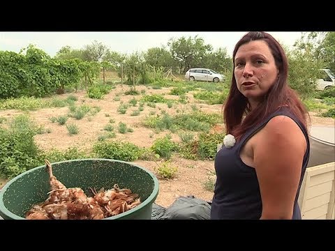 Hérault : 250 poules victimes de la canicule dans un élevage bio près de Pézenas