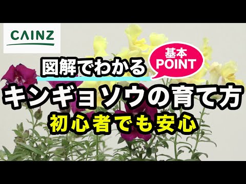 キンギョソウ 植物