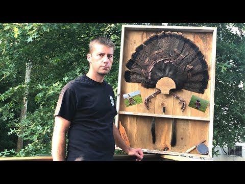 , title : 'DIY Turkey Fan Mount / Turkey Shadow Box'