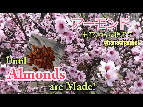 アーモンドの木 植物
