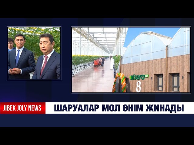Шаруалар мол өнім жинады