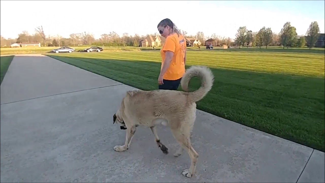 2 year old Anatolian Shepherd Luke's amazing 2 wk transformation @ Off leash k9training Cincinnati!