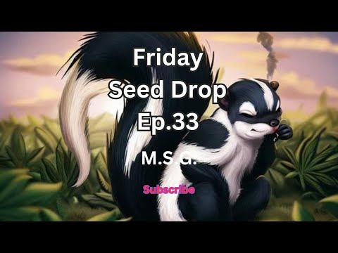 Friday Seed Drop Ep.33 , Mendo Skunky Garlic auto flower !