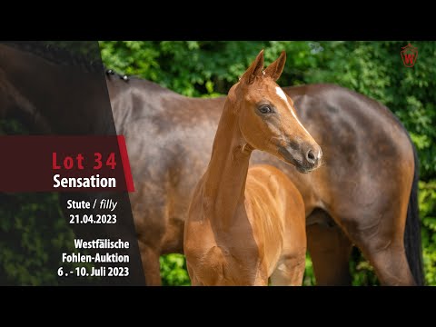 Fohlen-Auktion Lot 34 Sensation Stute v. Secret - Finest
