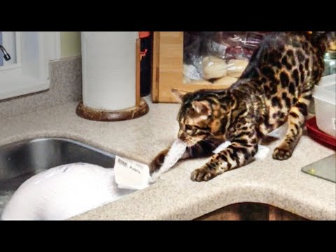 Un chat vole la dinde ! | Les animaux de compagnie contre la nourriture